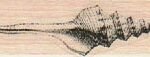 Long Shell 3/4 x 2 1/4